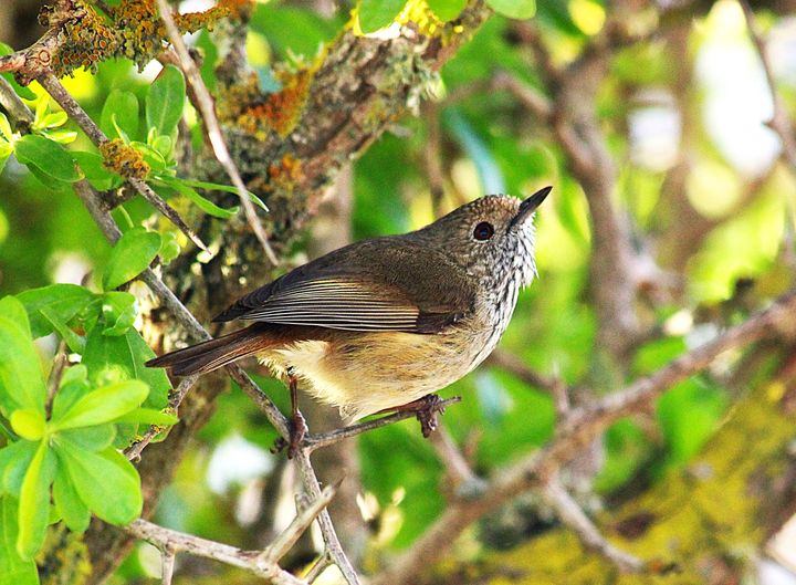 Brown Thornbill