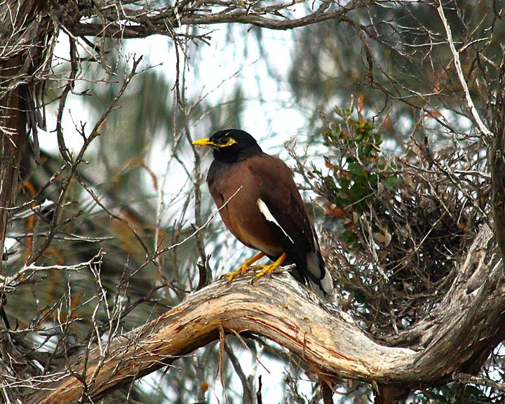 Common Myna