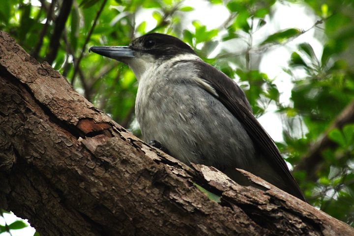 Grey Butcherbird