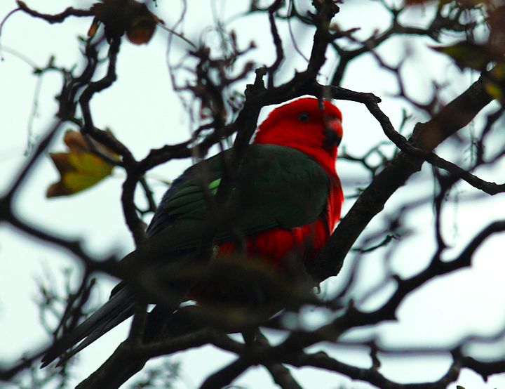 Australian King-Parrot