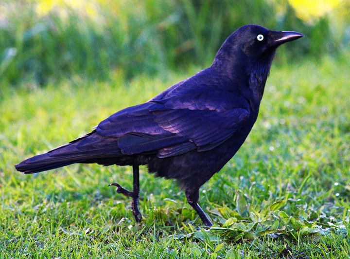 Little Raven