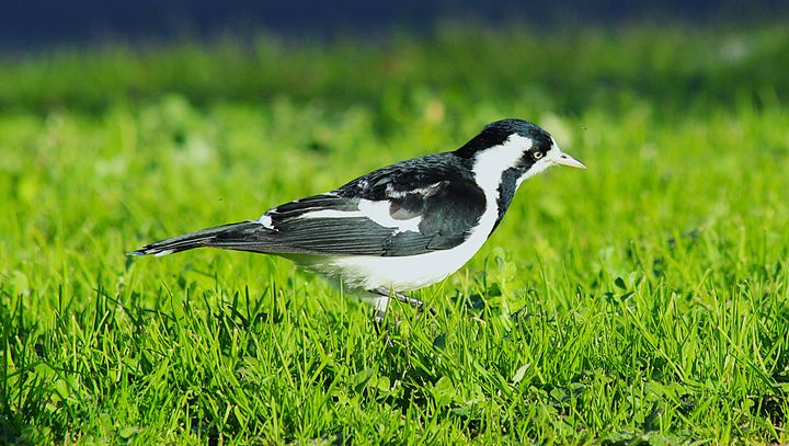 Magpie-lark