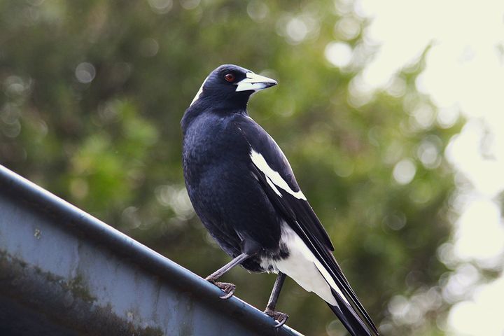 An Australian Magpie on a roof gutter