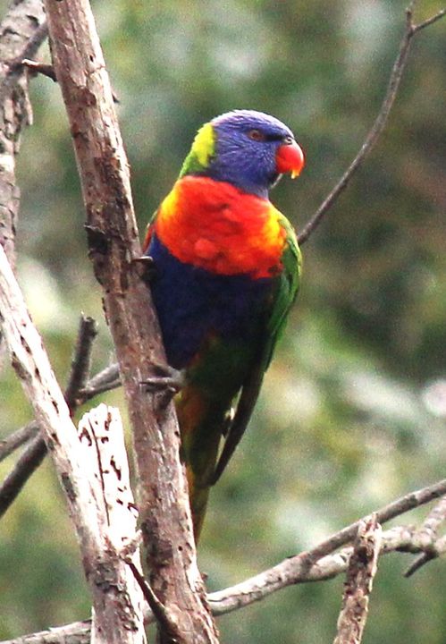 A Rainbow Lorikeet on a branch