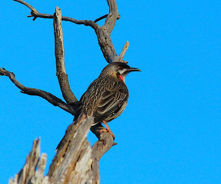 A Red Wattlebird on a dead branch