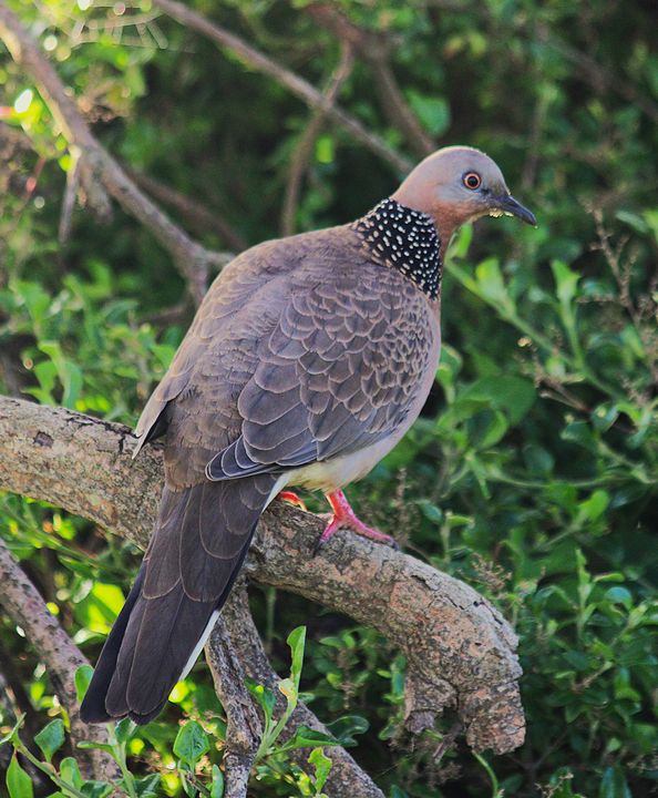 Spotted Dove