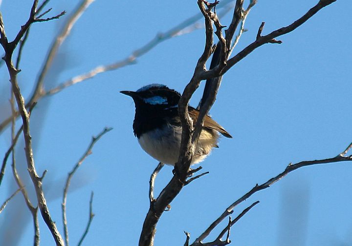 A male Superb Fairywren on a bare branch against blue sky