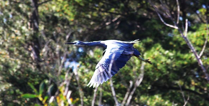 A White-faced Heron flying in front of trees