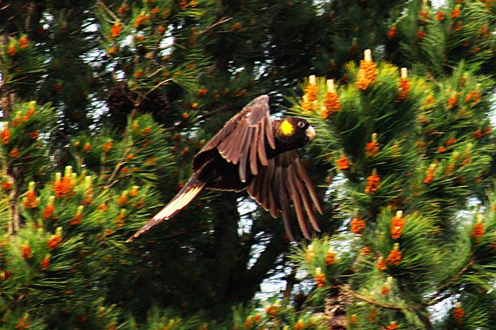 A Yellow-tailed Black-Cockatoo flying past a pine tree